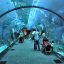 Dubai Mall Aquarium 1